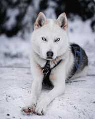 Siberian husky in winter