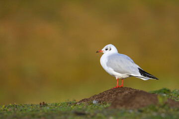 Kokmeeuw, Common Black-headed Gull, Croicocephalus ridibundus