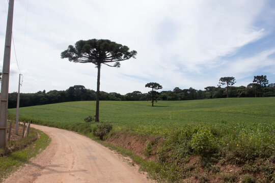 parana, campo, plantação, brasil, araucaria, momtanha © flavioantonio