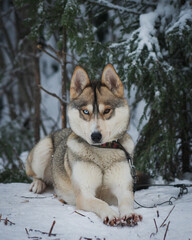 Siberian husky in winter