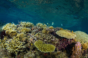 Pristine hard coral in shallow coral reef