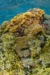 Naklejka na ściany i meble Pristine hard coral in shallow coral reef