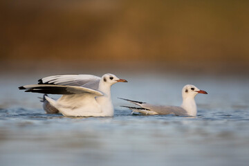 Kokmeeuw, Common Black-headed Gull, Croicocephalus ridibundus