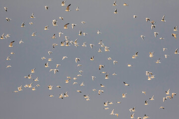 Kokmeeuw, Common Black-headed Gull, Croicocephalus ridibundus