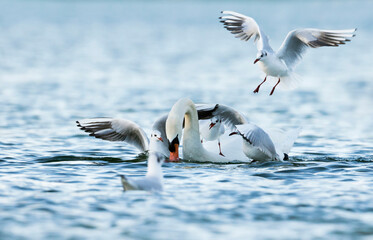 Kokmeeuw, Common Black-headed Gull, Croicocephalus ridibundus