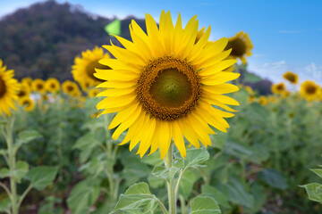 ヒマワリ畑のヒマワリの花