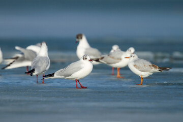 Kokmeeuw, Common Black-headed Gull, Croicocephalus ridibundus