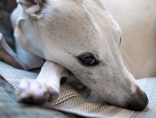 The Whippet dog is lying on the sofa. Close-up of a dog's muzzle.