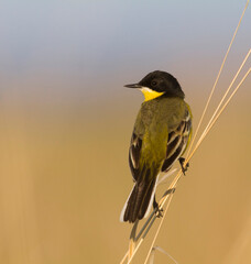 Balkankwikstaart, Black-headed Wagtail, Motacilla feldegg