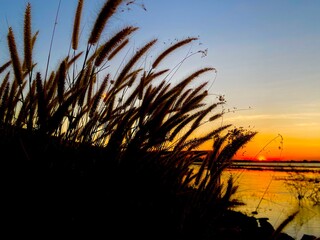 reeds at sunset
