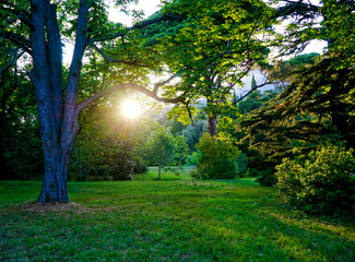 Fototapeta na wymiar Natural landscape with trees in Vorontsov Park.
