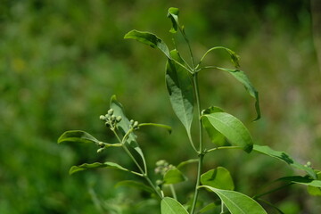 Sandal wood leaves with green grass in the background.