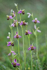 Bee Orchid