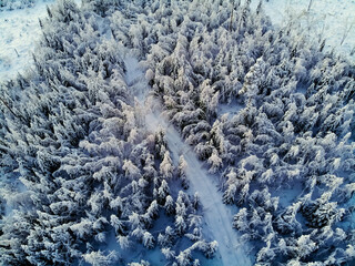 frost on the branches