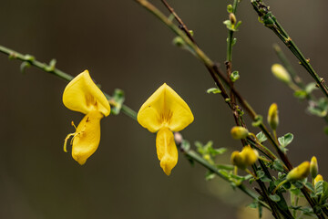 Two Opened Broom Flowers Isolated Against Brown Background, Genista