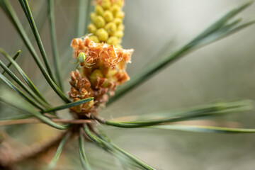 Pumpkin Spider On A Pine Blossom Isolated Against Green Background, Araniella