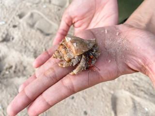 hermit crab on women hand with sand 