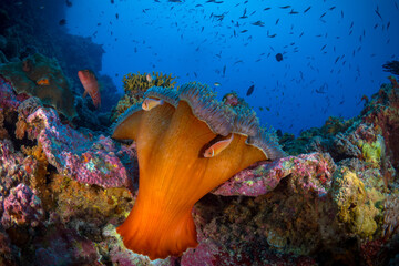 Anemone clownfish swimming above coral reef in Papua New Guinea