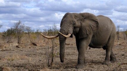 Fototapeta na wymiar Male Elephant shot taken in South Africa