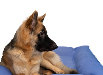 Dog lying on sofa bed  on isolated white background