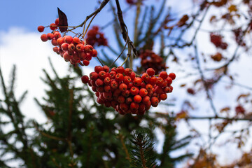 Bunches of red rowan berries on a tree branch against a blue autumn sky. Late fall concept
