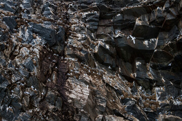 Black-legged Kittiwake, Drieteenmeeuw, Rissa tridactyla