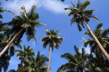 Naklejka na ściany i meble Palm trees in Philippines