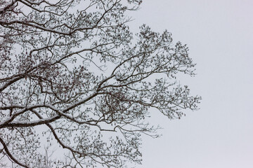 branches of a tree against the sky