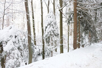 Schnee im Wald Harz