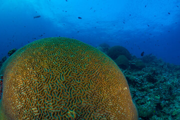 Large coral heads on coral reef