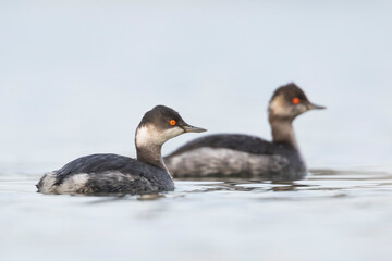 Geoorde Fuut, Black-necked Grebe, Podiceps nigricollis