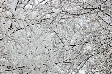 branches covered in snow in winter