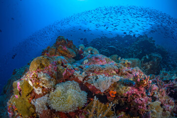 Tropical fish swimming above coral reef at liveaboard dive site in Papua New Guinea