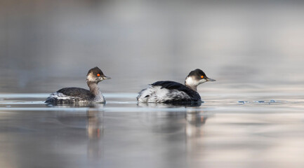Geoorde Fuut, Black-necked Grebe, Podiceps nigricollis