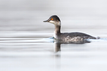 Geoorde Fuut, Black-necked Grebe, Podiceps nigricollis