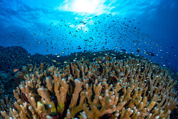 Tropical fish swimming above coral reef at liveaboard dive site in Papua New Guinea