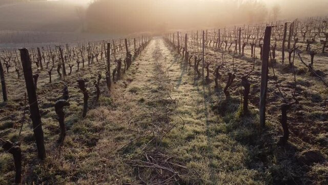 Aerial view bordeaux vineyard over frost and smog in winter, landscape vineyard, High quality 4k footage