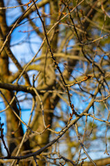 branches against blue sky