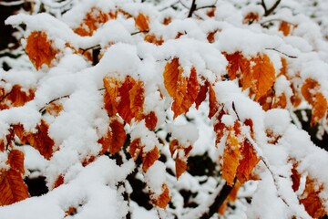 beech leaves covered in snow in winter