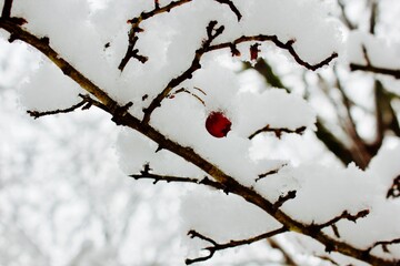 red berries covered in snow in winter