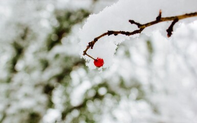 red berries covered in snow in winter