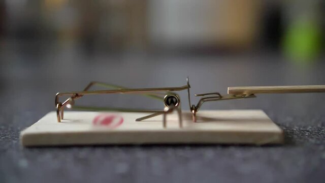 Triggering Spring Bar Mousetrap Slow Motion