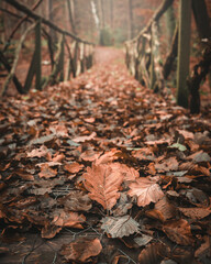 Waldbrücke mit Laub bedeckt im Herbst 