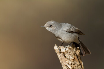 Zwartstaart, Blackstart, Cercomela melanura neumanni