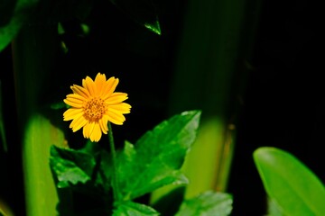 Beautiful Creeping daisy flower on blurred green leaves and dark shadow background, Singapore daisy flower.