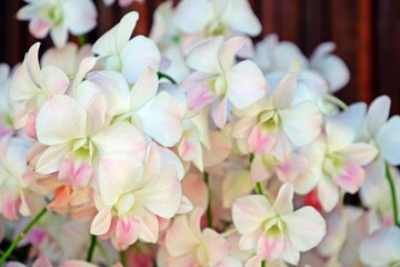 Beautiful Dendrobium Pink Nagarindra white and pink orchid flowers.
