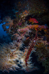 Naklejka na ściany i meble Large colorful sea fans on coral reef in Papua New Guinea
