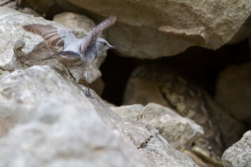Blackstart, Cercomela melanura ssp. neumanni,