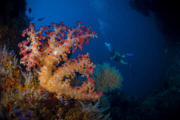Naklejka na ściany i meble Female Scuba diver swimming on coral reef in Papua New Guinea