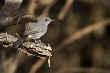 Zwartstaart, Blackstart, Cercomela melanura neumanni